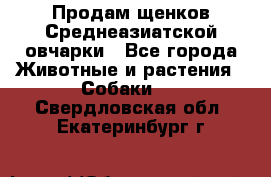 Продам щенков Среднеазиатской овчарки - Все города Животные и растения » Собаки   . Свердловская обл.,Екатеринбург г.